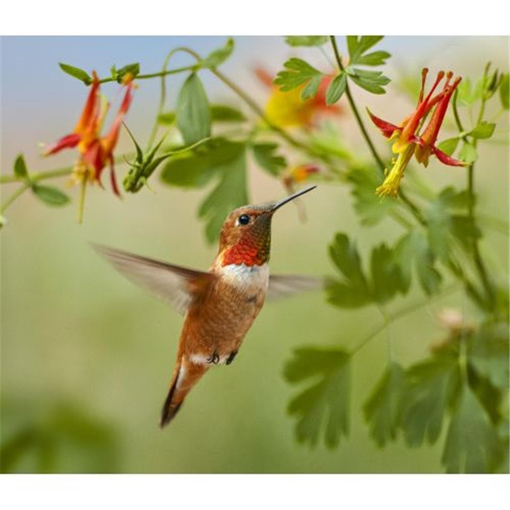 Hummingbirds WWF 2024 Wall Calendar product image
