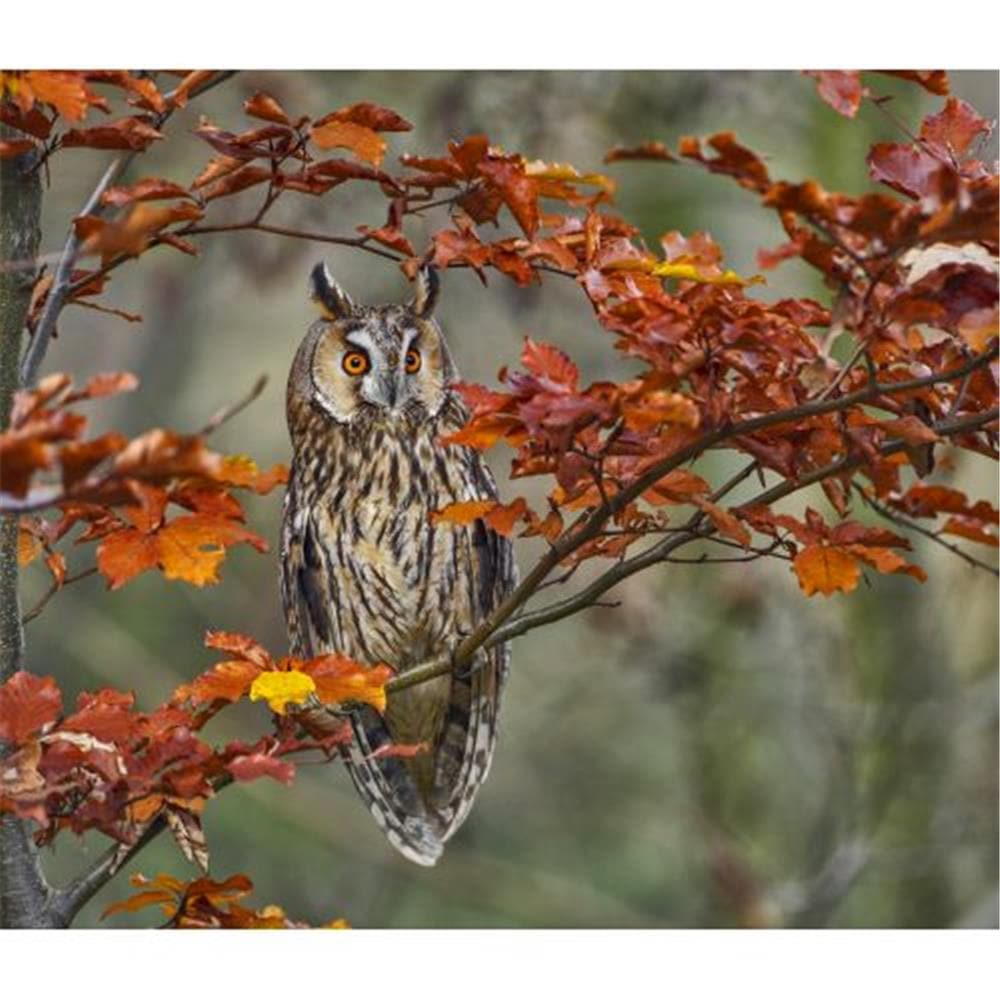 Owls WWF 2024 Wall Calendar product image
