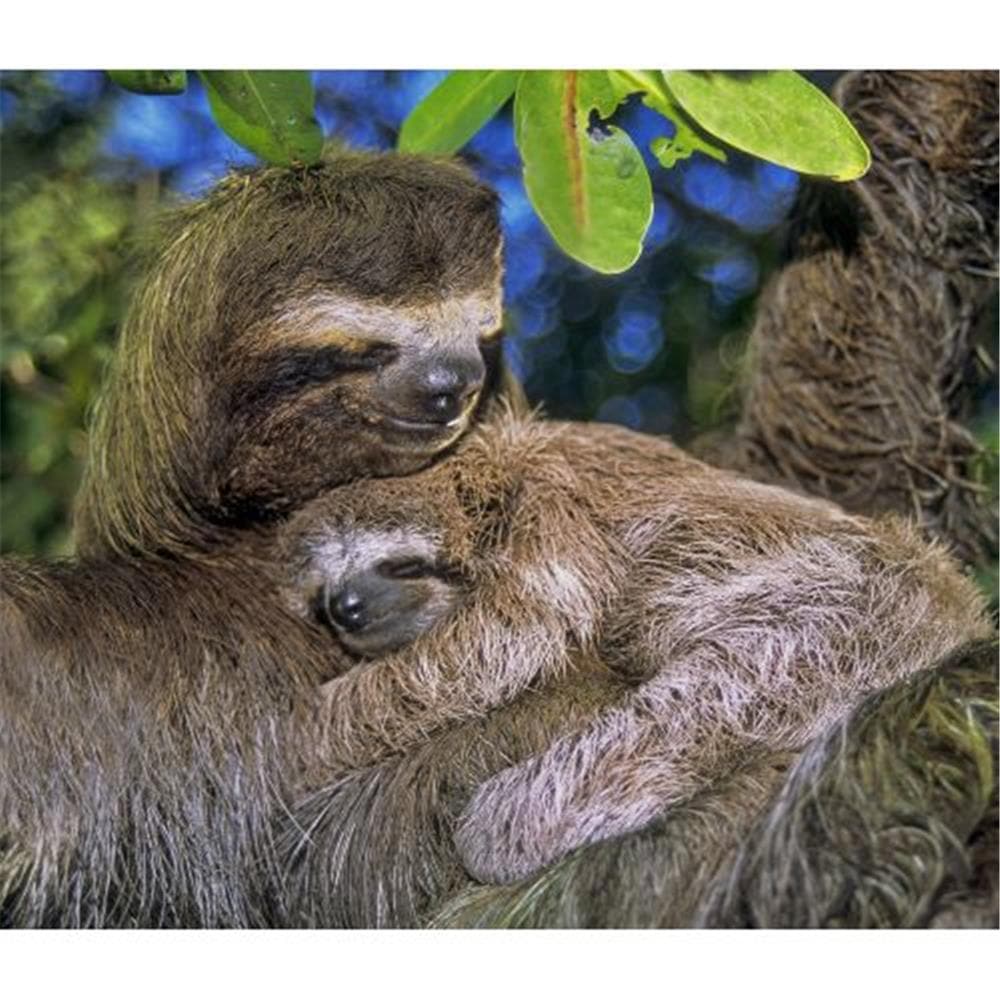 Sloths WWF 2024 Wall Calendar product image