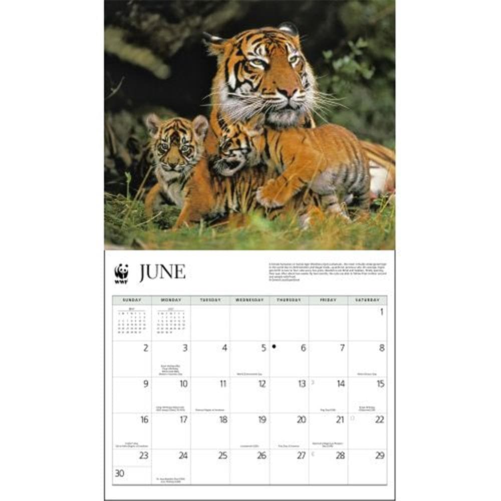 Tigers WWF 2024 Wall Calendar product image