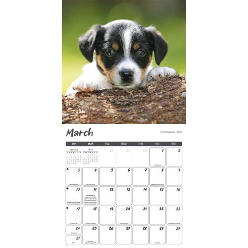 Puppies 2024 Wall Calendar product image