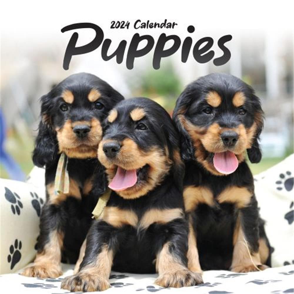 Puppies 2024 Wall Calendar product image