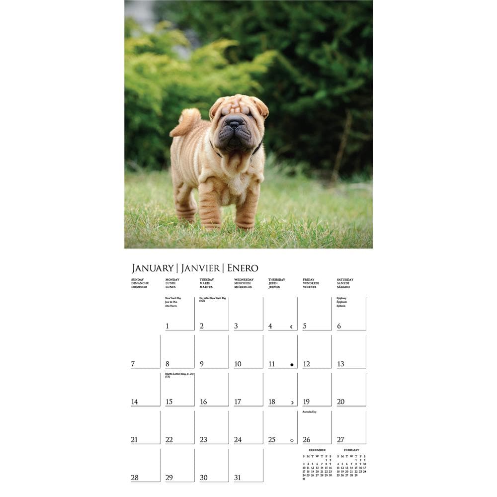 Puppy Love 2024 Wall Calendar product image