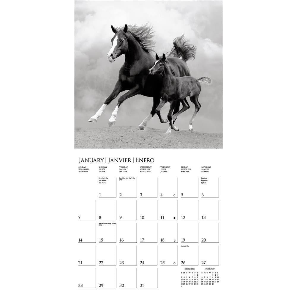 Horses 2024 Wall Calendar product image