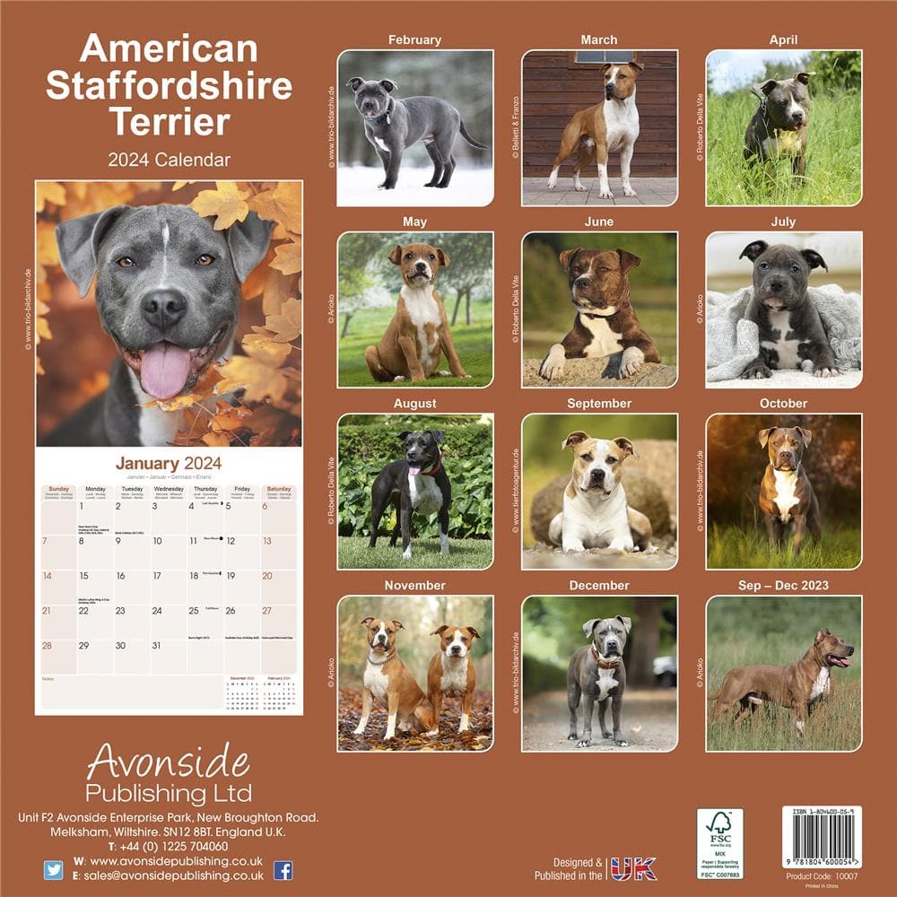 American Staffordshire Terrier 2024 Wall Calendar product image