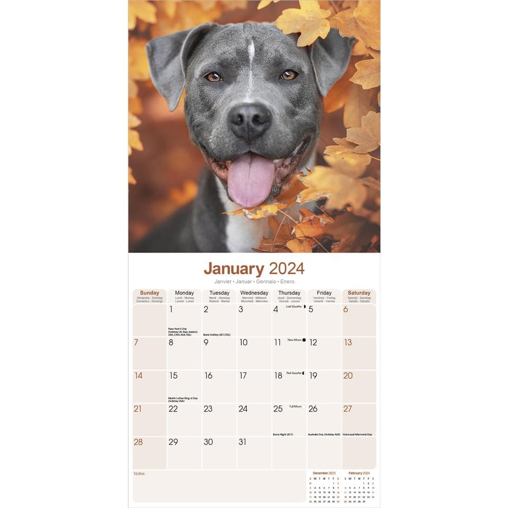 American Staffordshire Terrier 2024 Wall Calendar product image