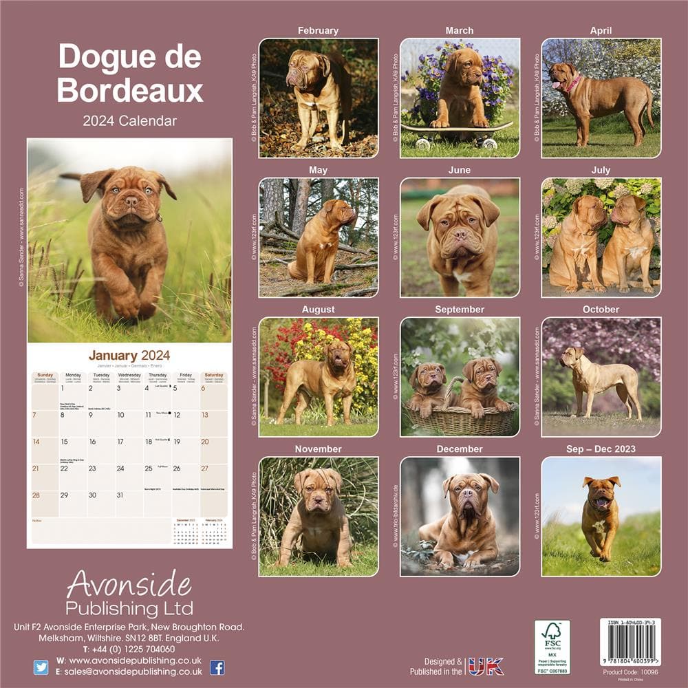 Dogue de Bordeaux 2024 Wall Calendar product image
