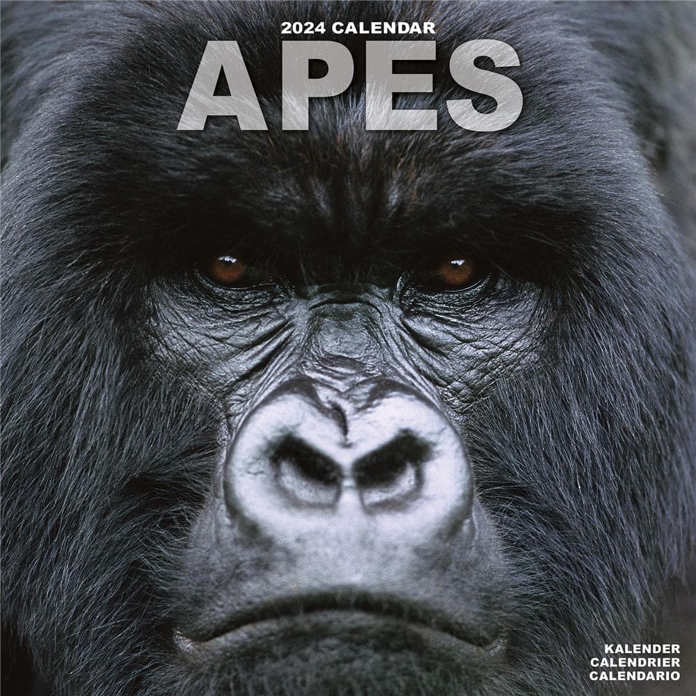Apes 2024 Wall Calendar product image