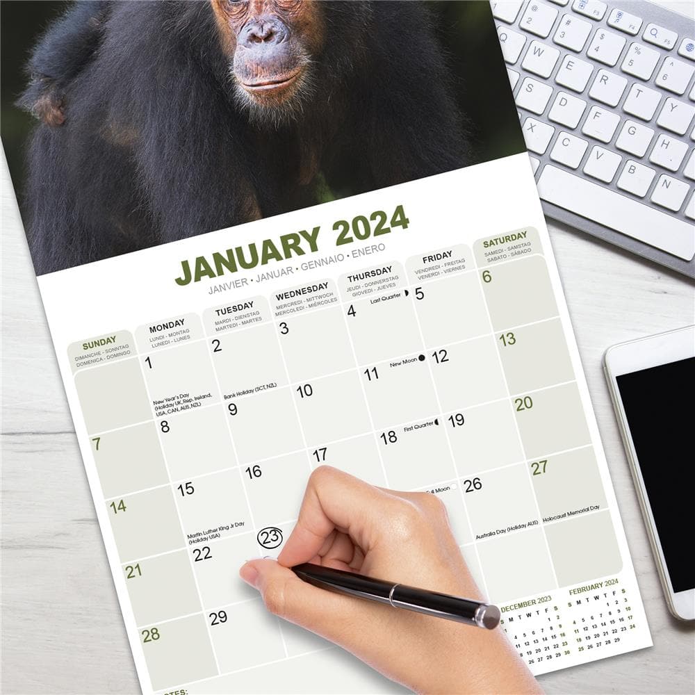 Apes 2024 Wall Calendar product image