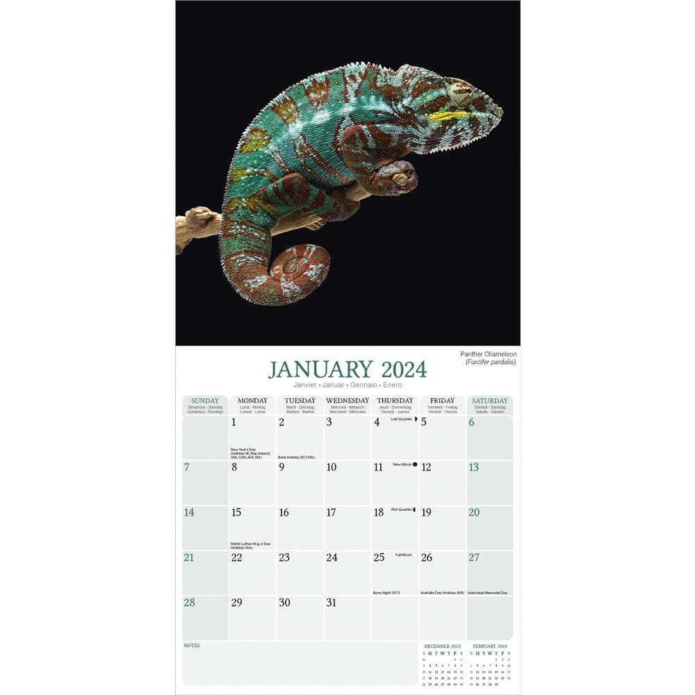 Lizards 2024 Wall Calendar product image