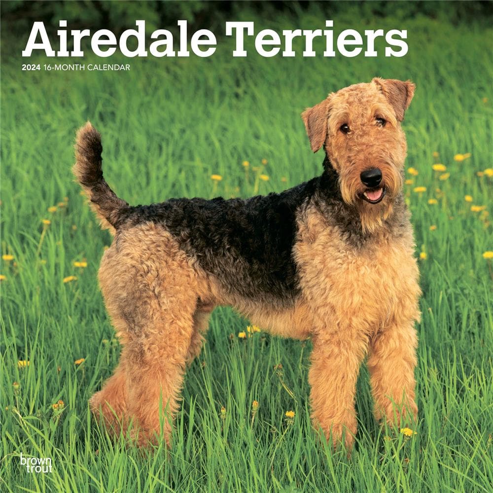Airedale Terriers 2024 Wall Calendar product Image