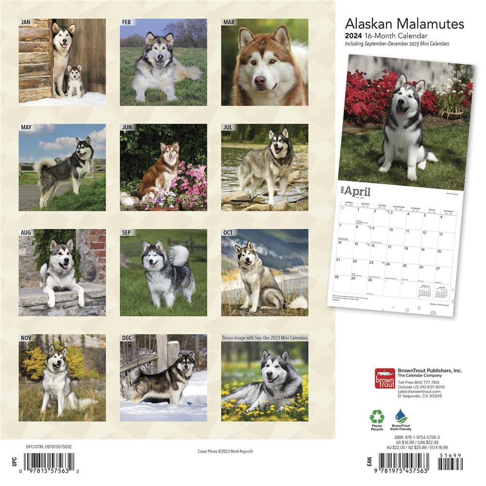 Alaskan Malamutes 2024 Wall Calendar product Image