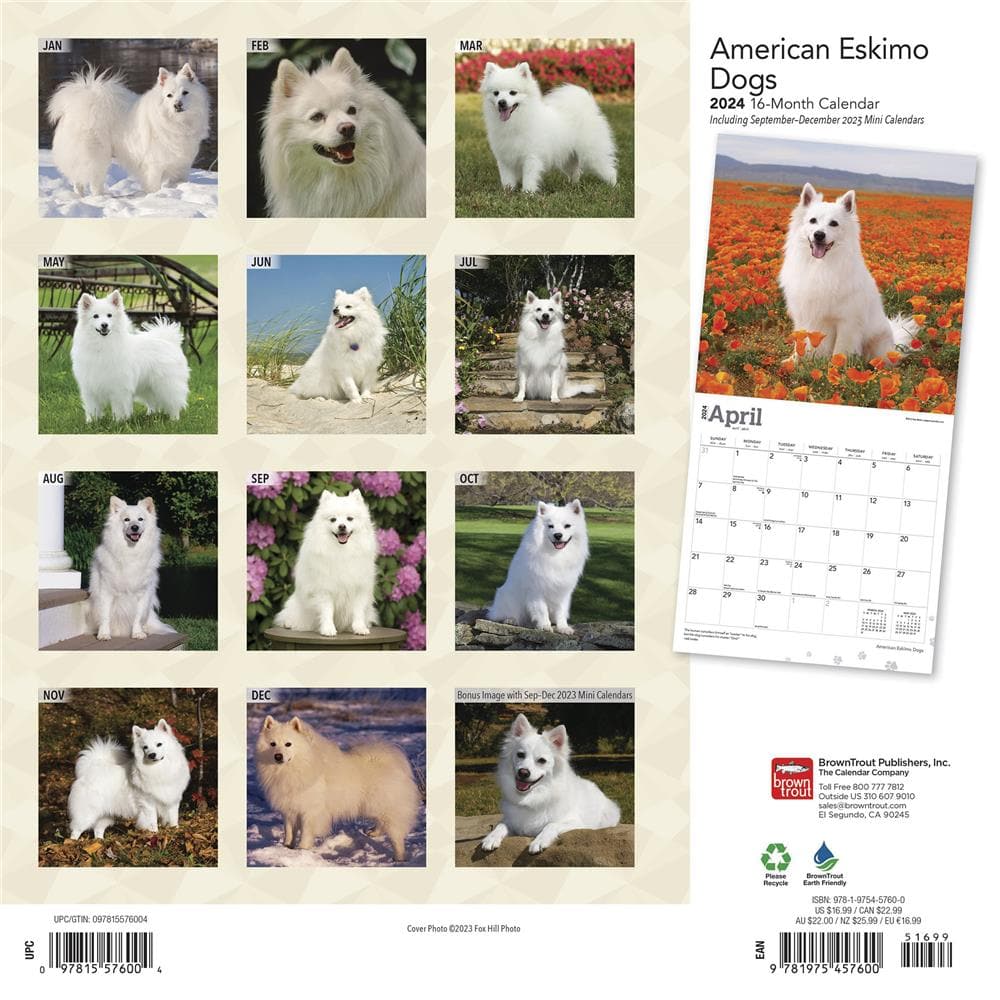 American Eskimo Dogs 2024 Wall Calendar product Image