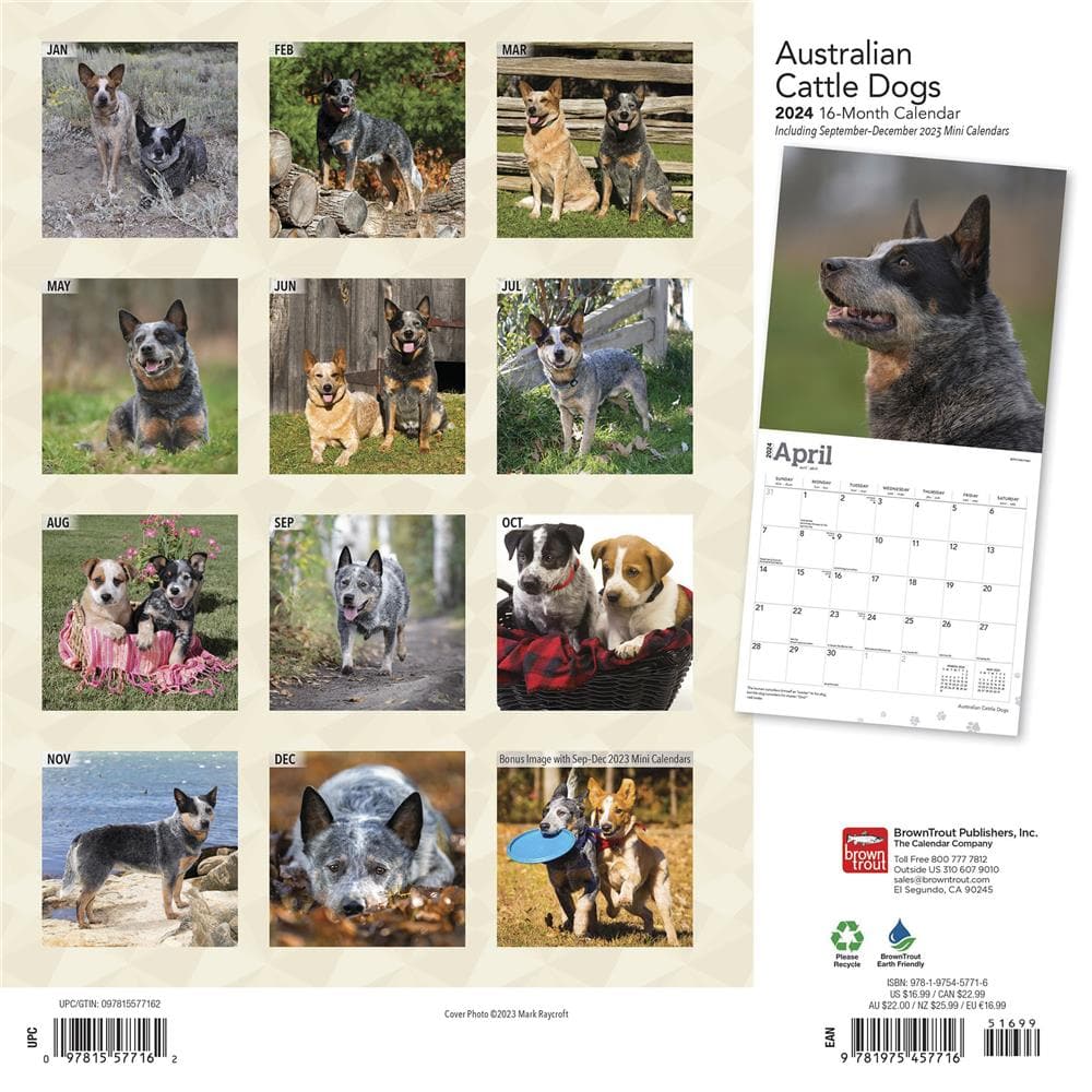 Australian Cattle Dogs 2024 Wall Calendar product Image