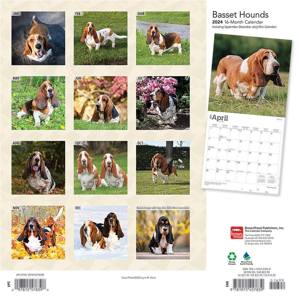 Basset Hounds 2024 Wall Calendar product Image