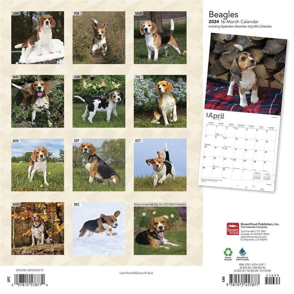 Beagles 2024 Wall Calendar product Image