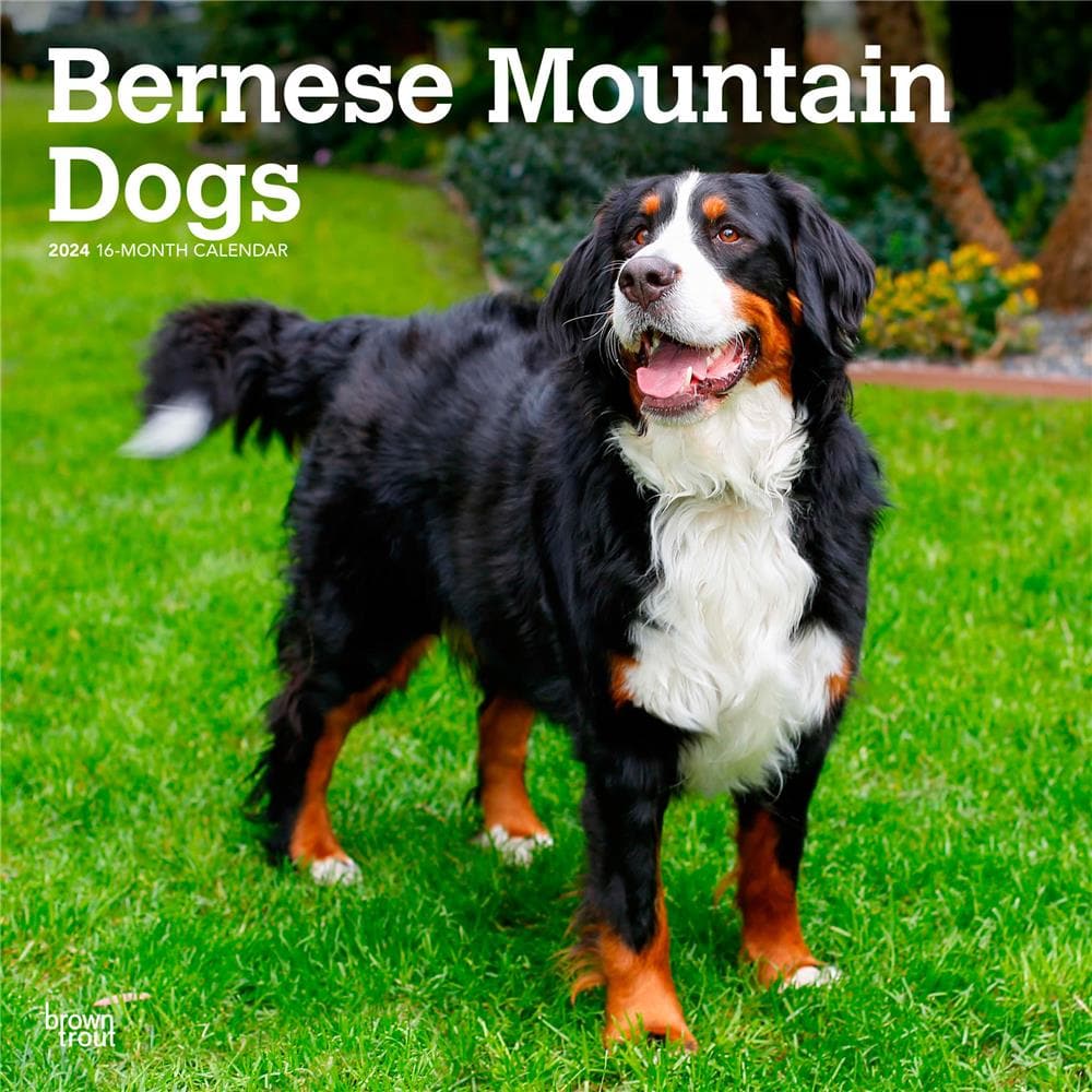 Bernese Mountain Dogs 2024 Wall Calendar product Image