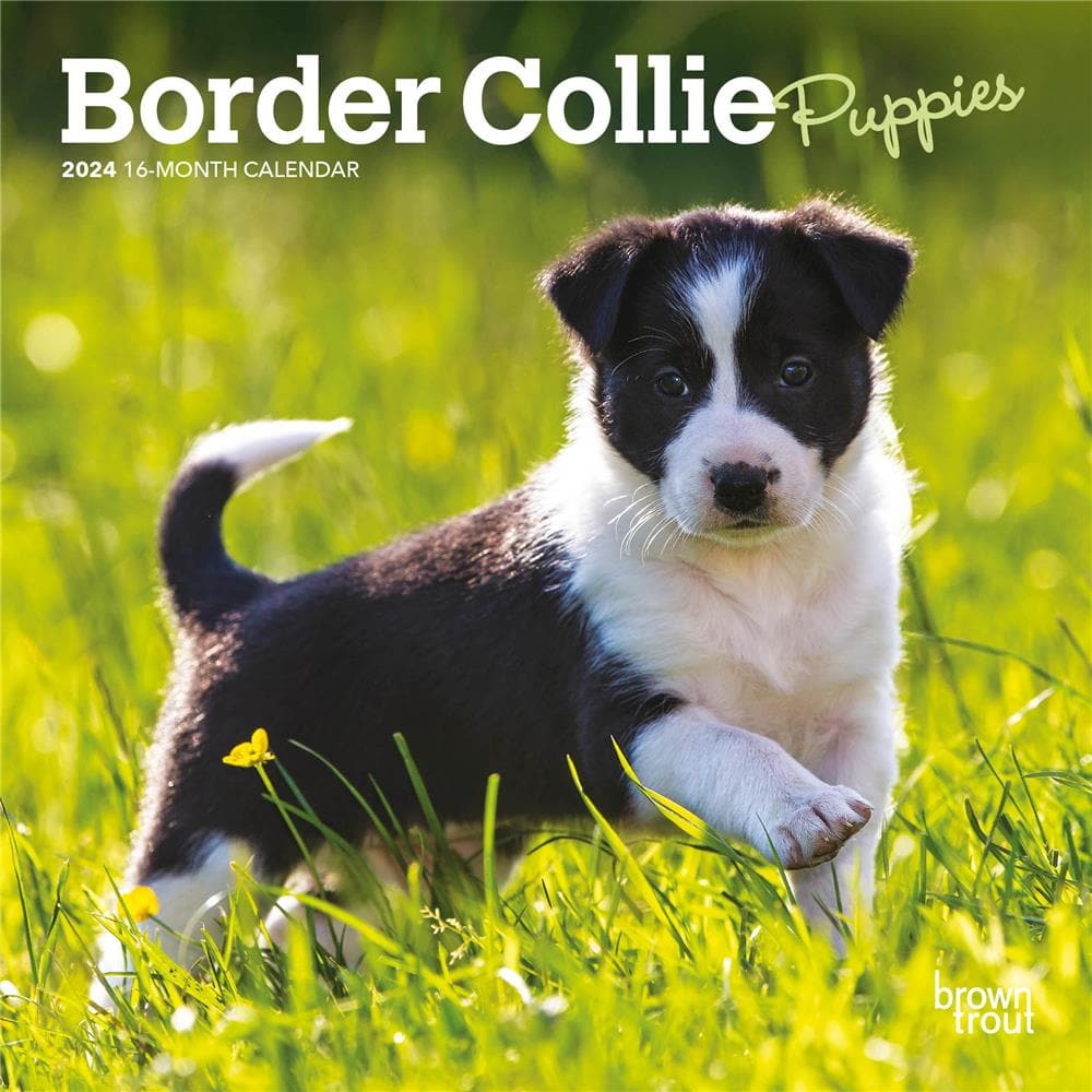 Border Collie Puppies 2024 Mini Calendar product Image