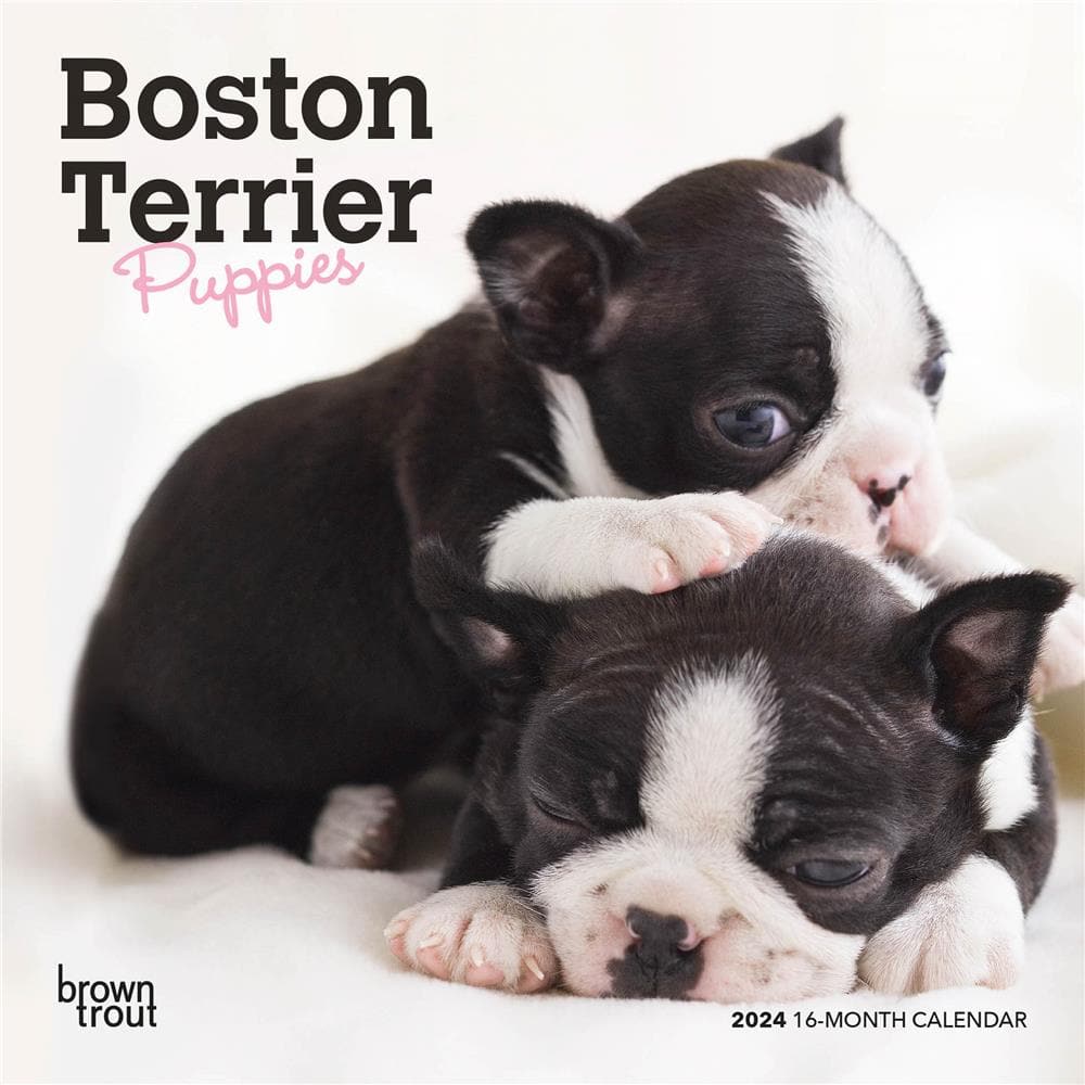 Boston Terrier Puppies 2024 Mini Calendar product Image