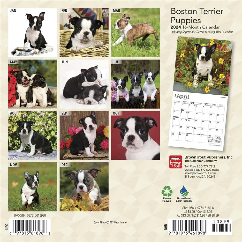 Boston Terrier Puppies 2024 Mini Calendar product Image