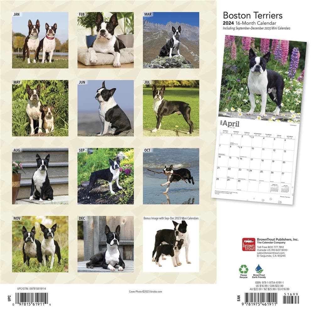 Boston Terriers 2024 Wall Calendar product Image