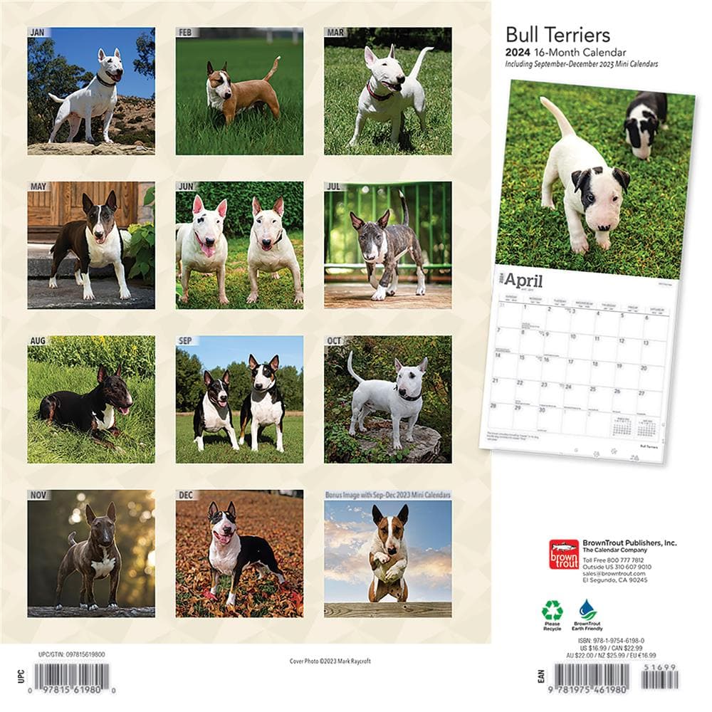 Bull Terriers 2024 Wall Calendar product Image