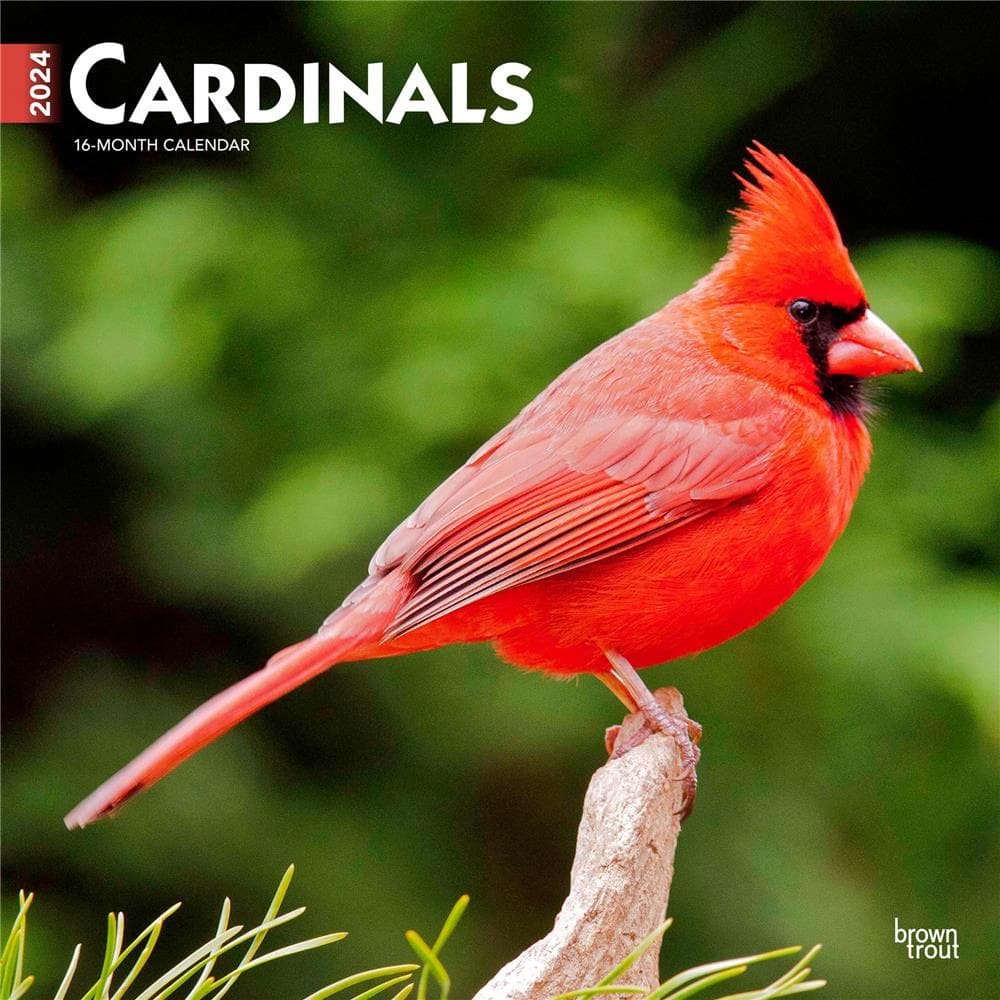 Cardinals 2024 Wall Calendar product image