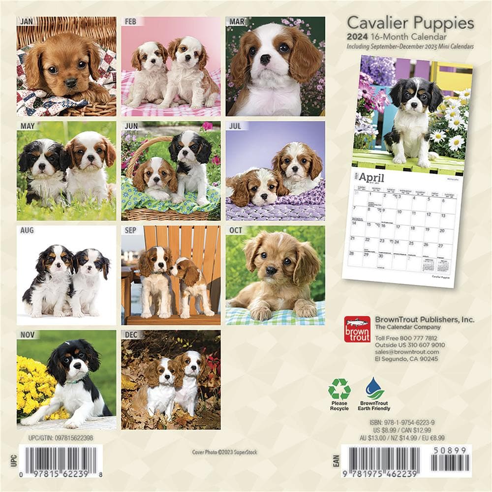 Cavalier King Charles Spaniel Puppies 2024 Mini Calendar  product image