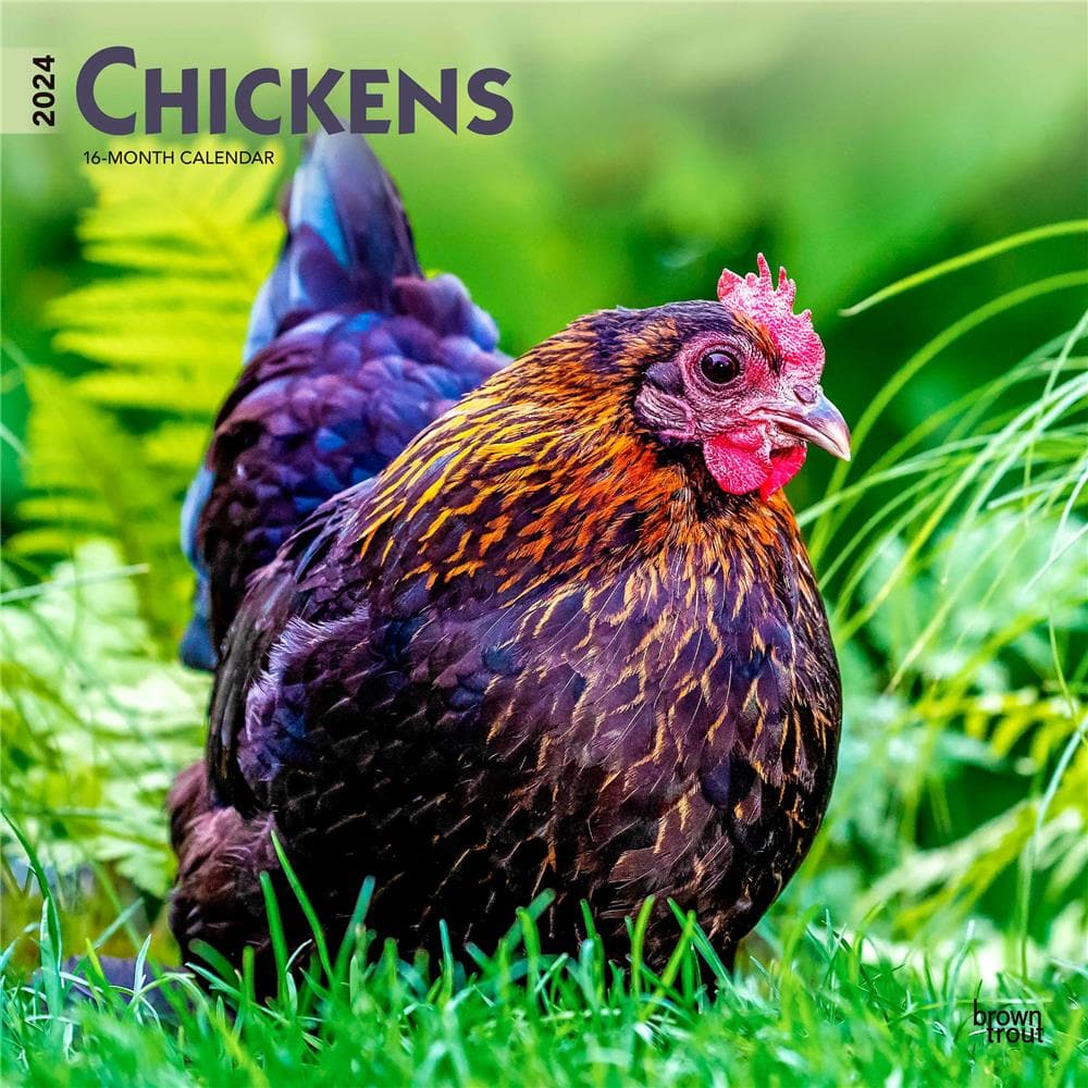Chickens 2024 Wall Calendar product image