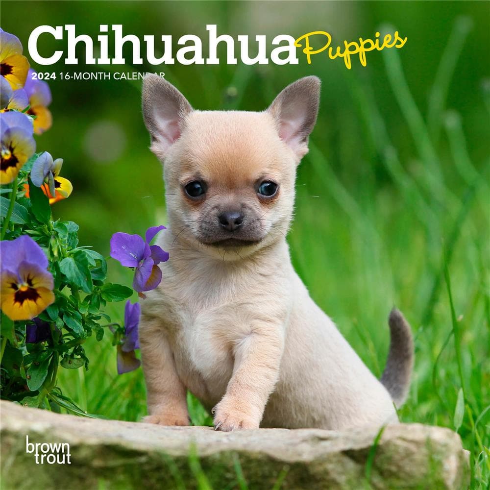 Chihuahua Puppies 2024 Mini Calendar product Image