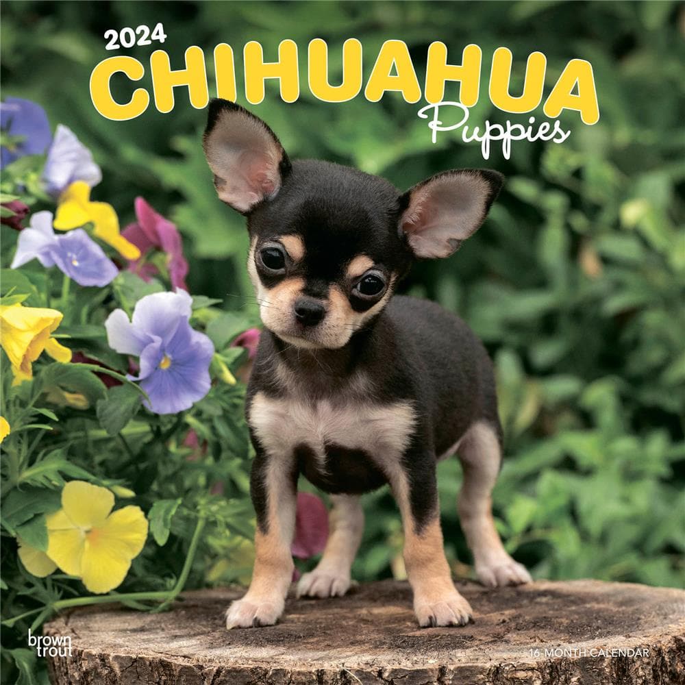 Chihuahua Puppies 2024 Wall Calendar product Image
