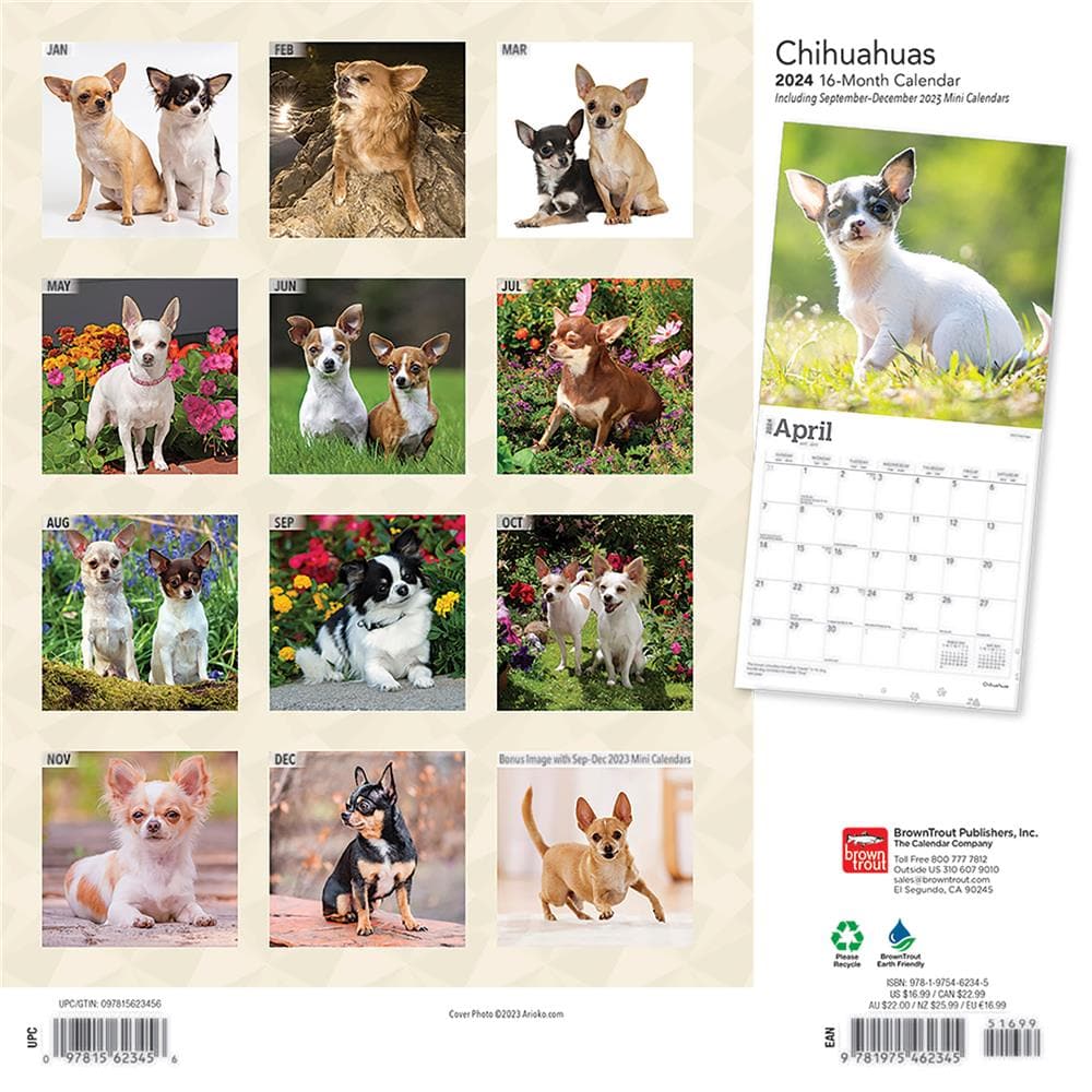 Chihuahuas 2024 Wall Calendar product Image