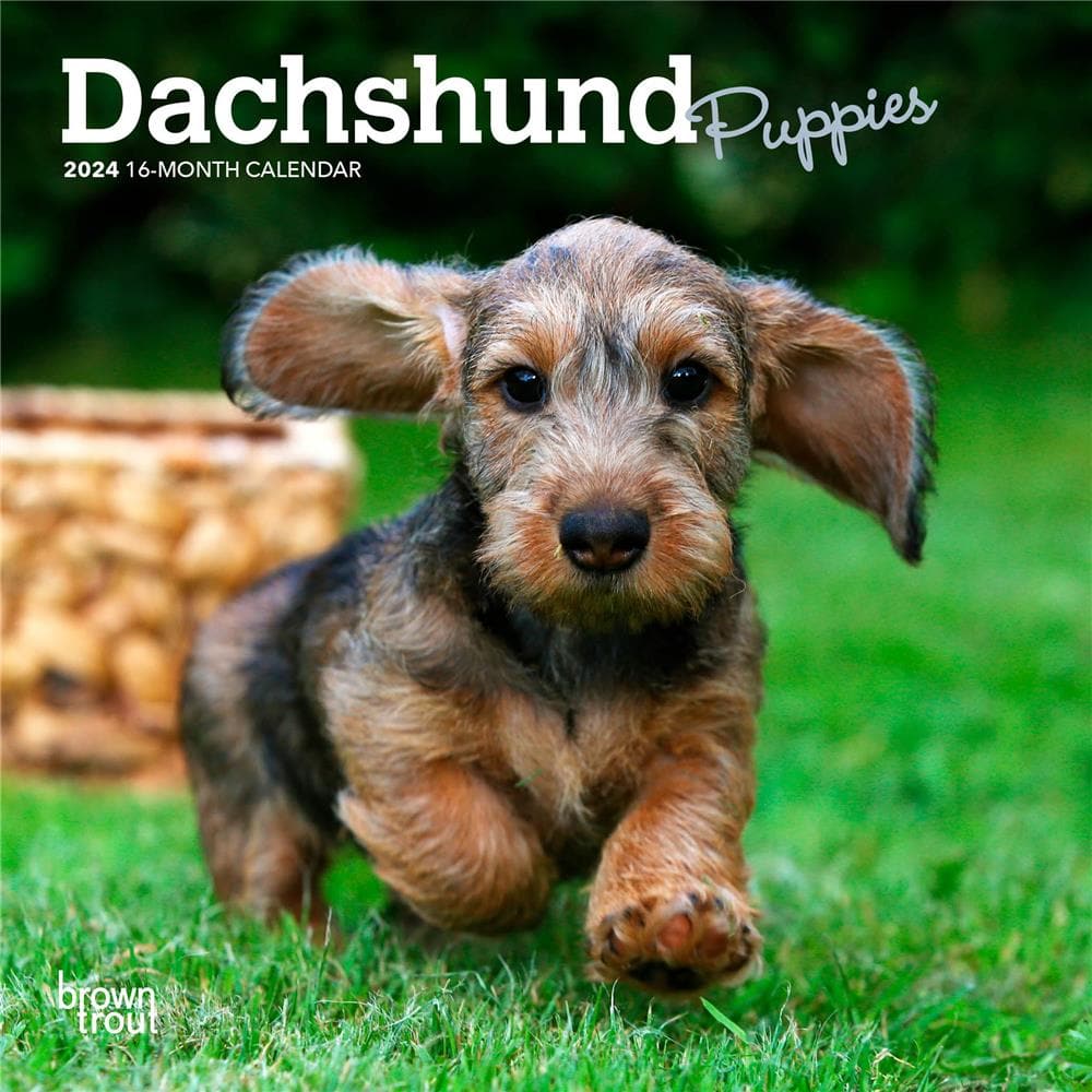 Dachshund Puppies 2024 Mini Calendar product Image