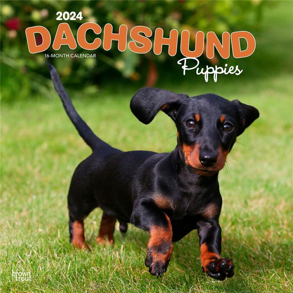 Dachshund Puppies 2024 Wall Calendar product Image