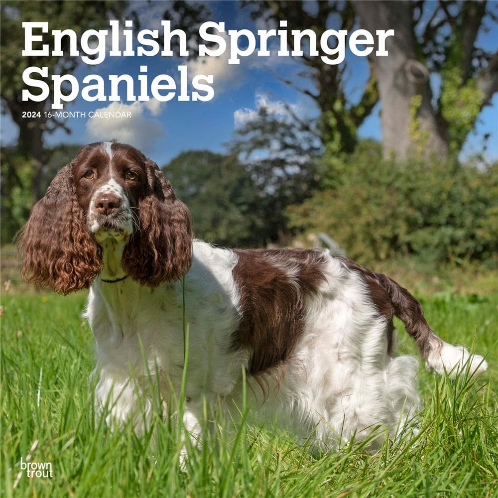 Springer Spaniels English 2024 Wall Calendar product Image