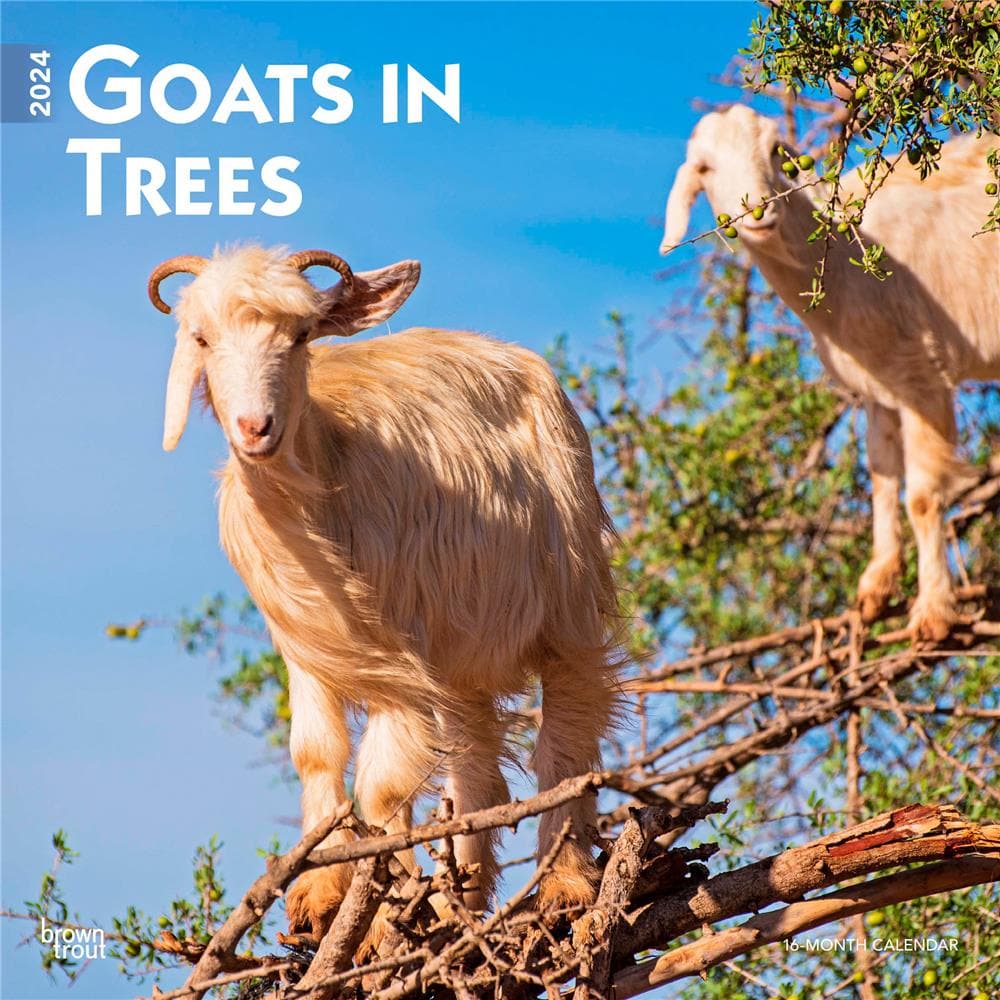 Goats in Trees 2024 Wall Calendar product image