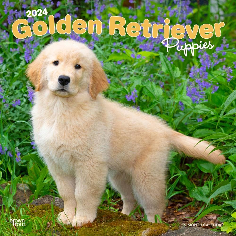 Golden Retriever Puppies 2024 Wall Calendar product Image