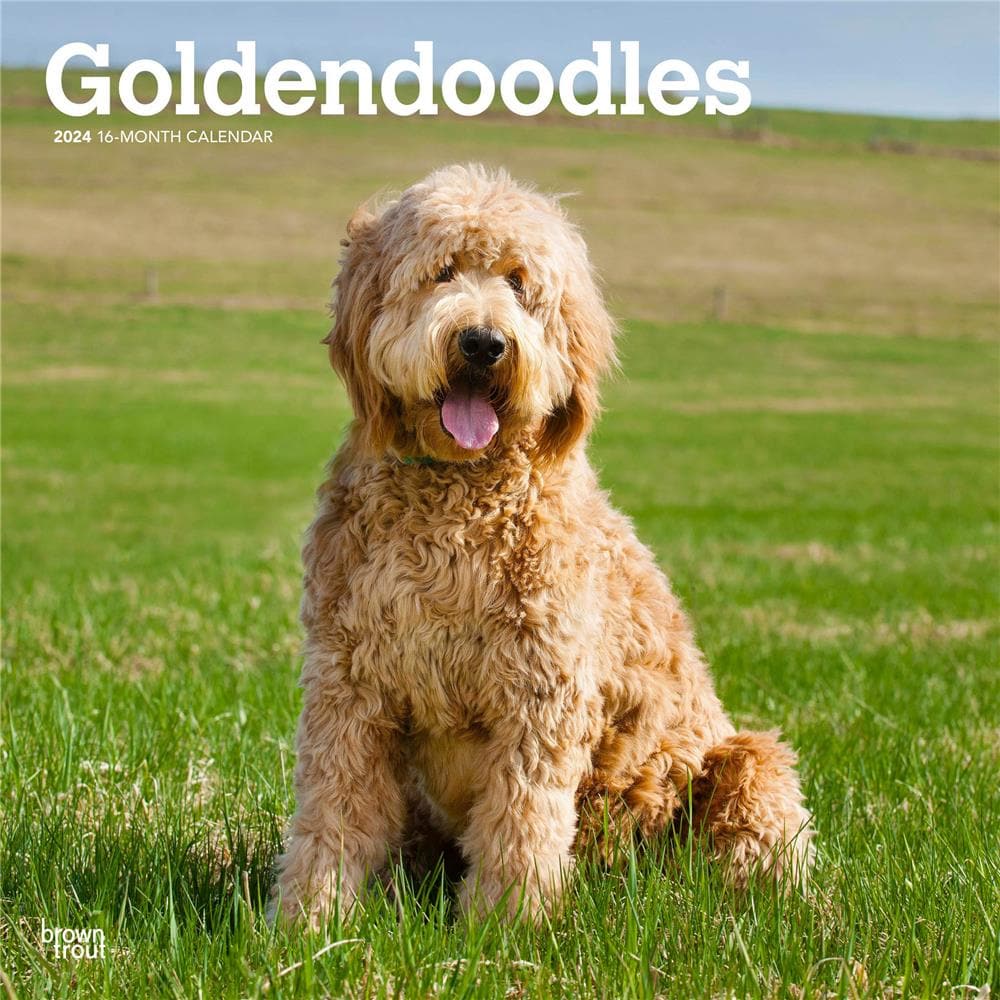 Goldendoodles 2024 Wall Calendar product Image