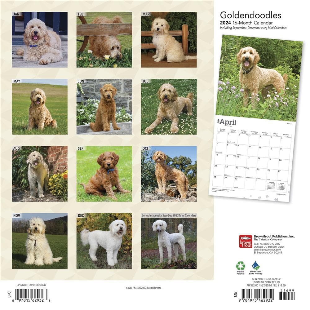 Goldendoodles 2024 Wall Calendar product Image