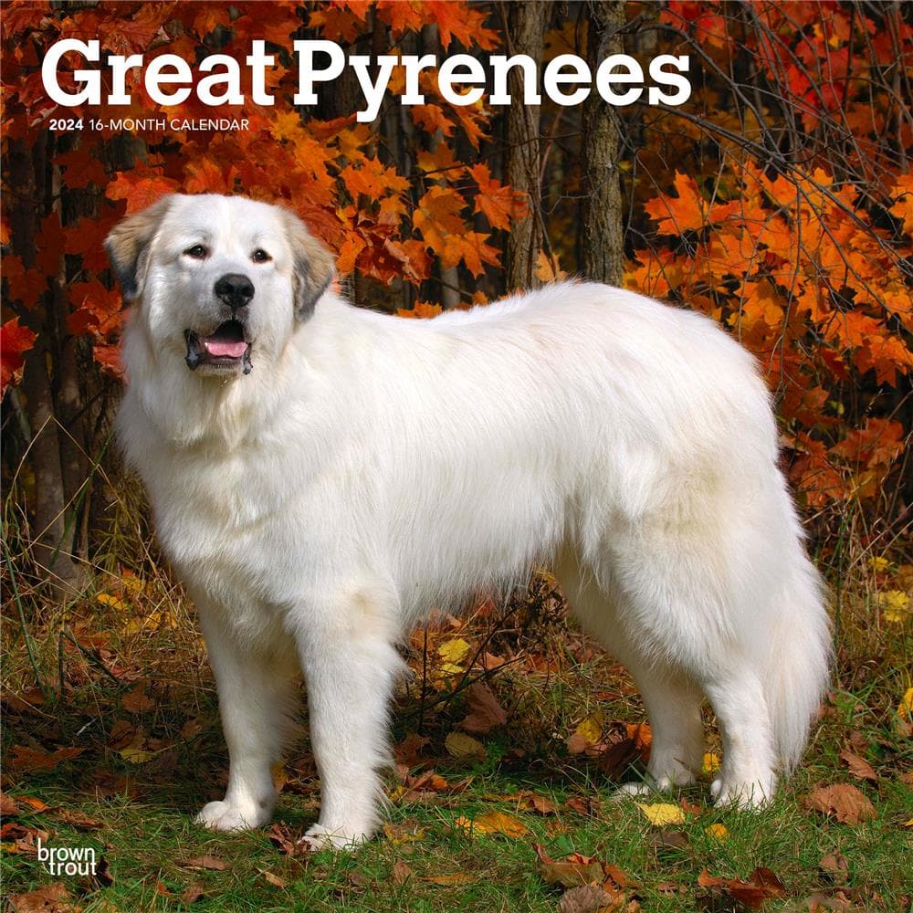 Great Pyrenees 2024 Wall Calendar product Image