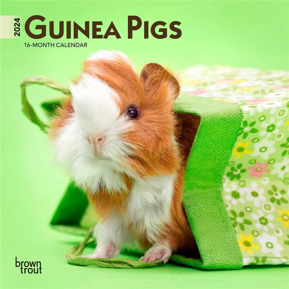 Guinea Pigs 2024 Mini Calendar product image