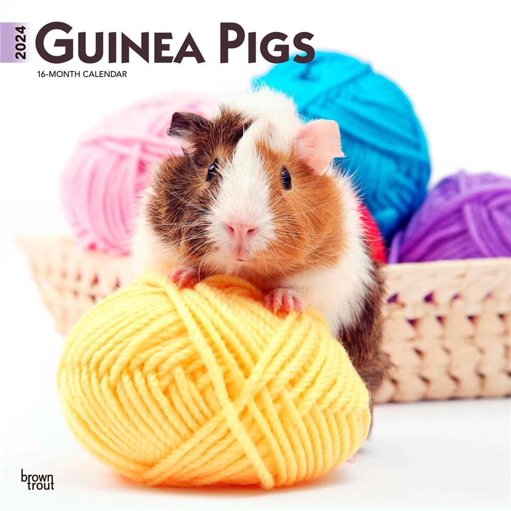 Guinea Pigs 2024 Wall Calendar product image