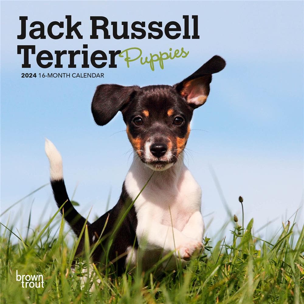 Jack Russell Terrier Puppies 2024 Mini Calendar  product image
