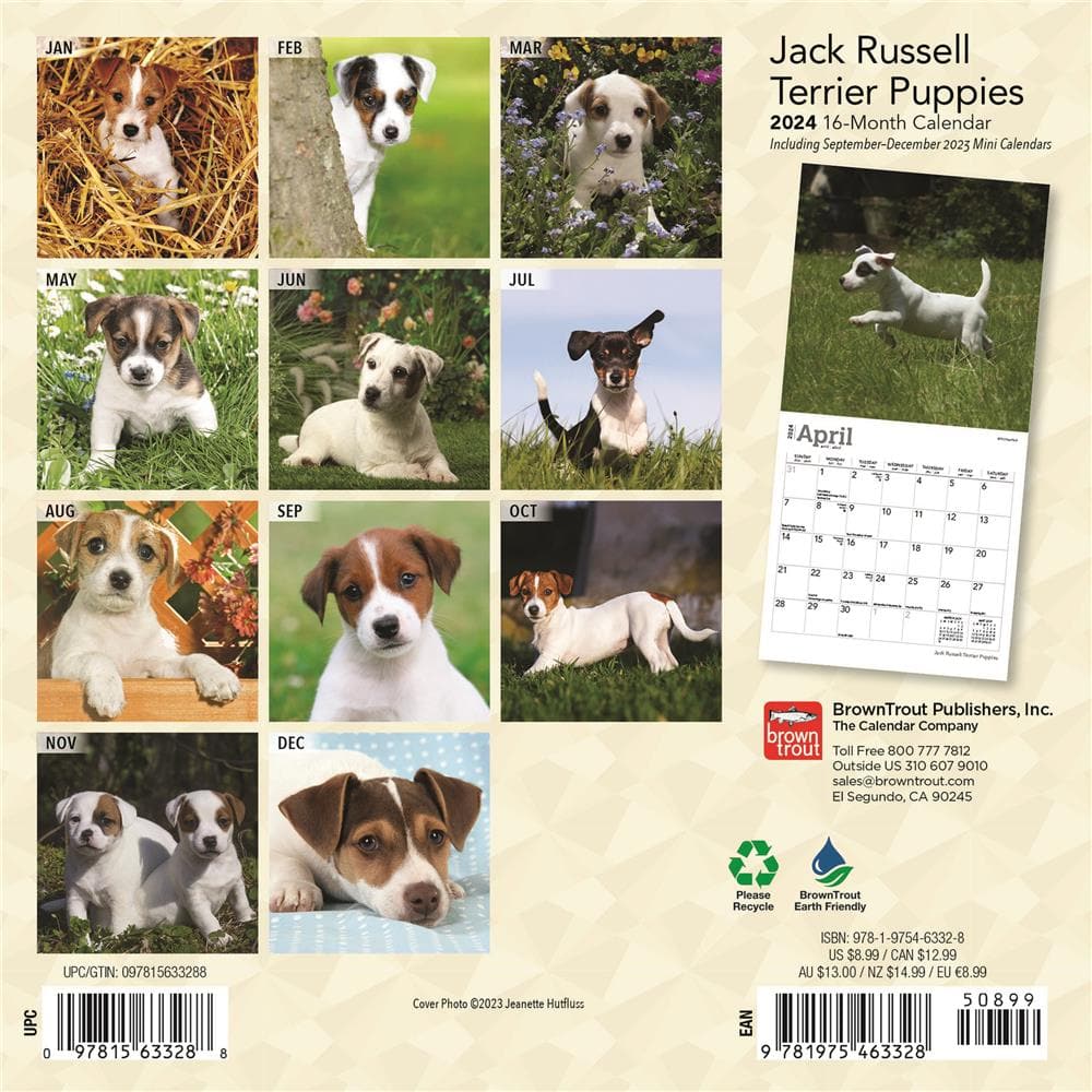 Jack Russell Terrier Puppies 2024 Mini Calendar  product image