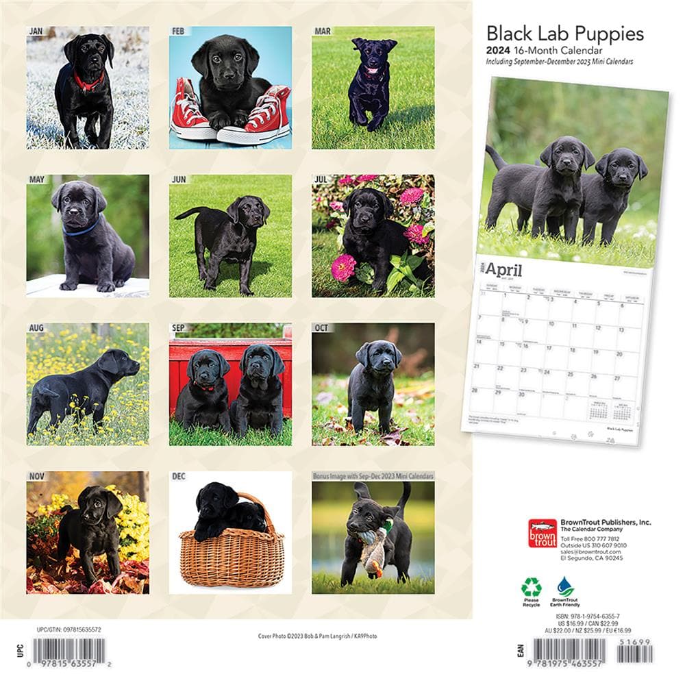 Black Lab Puppies 2024 Wall Calendar product Image
