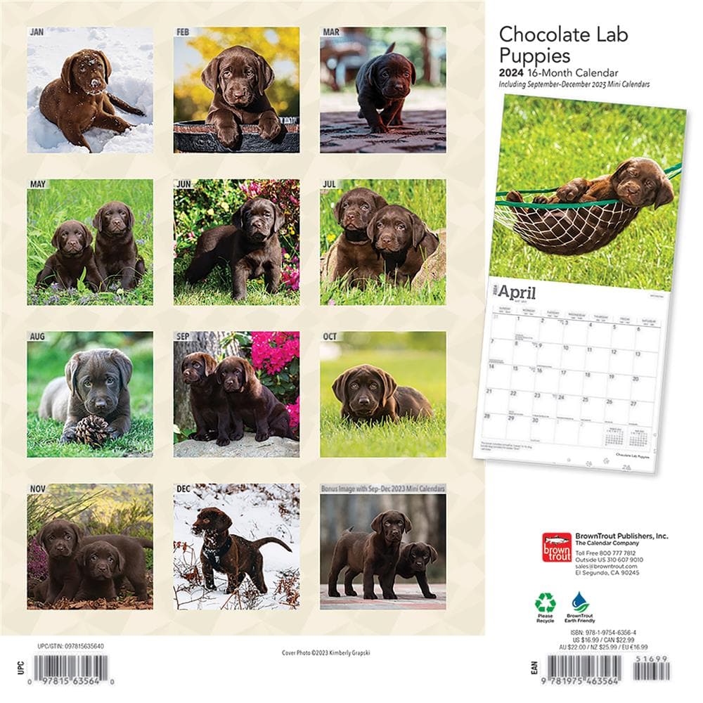 Lab Chocolate Puppies Wall product Image