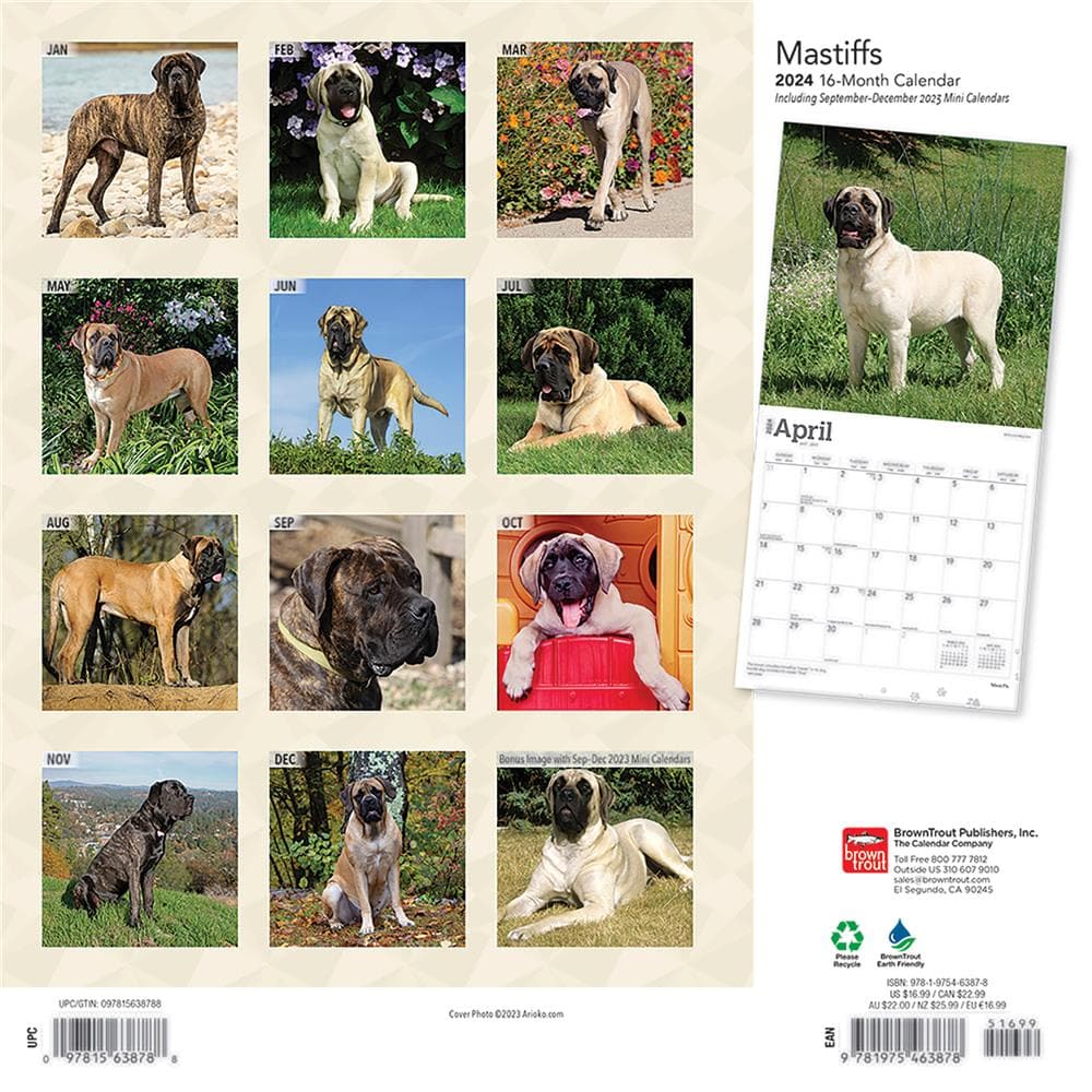 Mastiffs 2024 Wall Calendar product Image