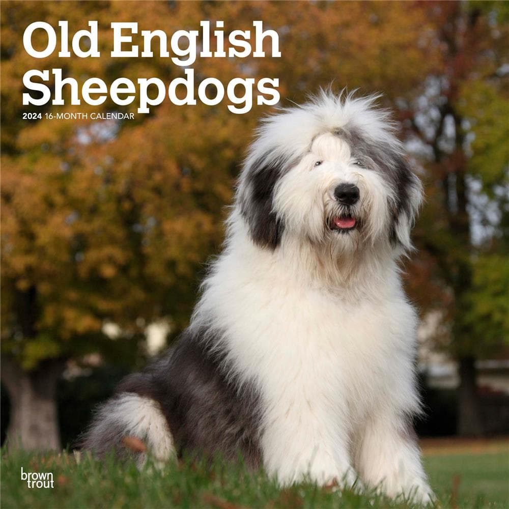 Old English Sheepdogs 2024 Wall Calendar product Image