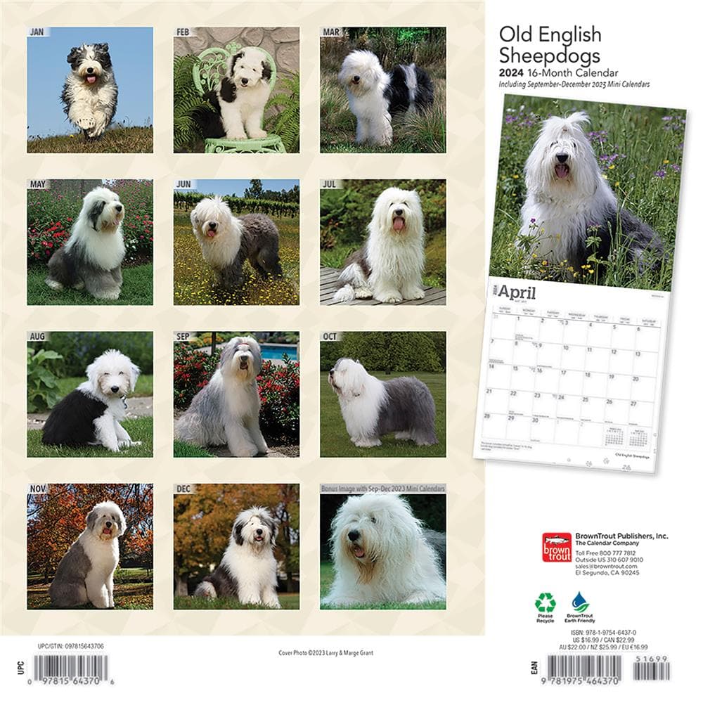 Old English Sheepdogs 2024 Wall Calendar product Image