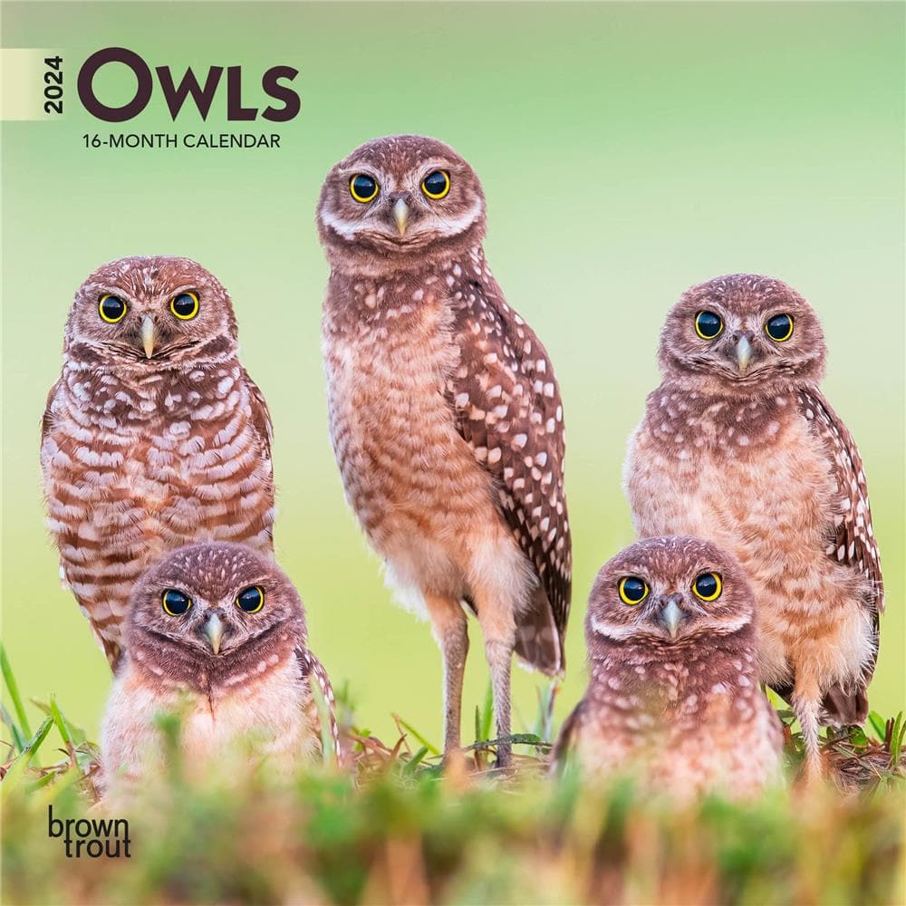 Owls 2024 Mini Calendar  product image
